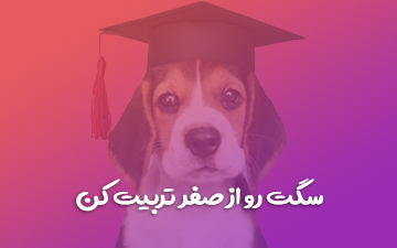 آموزش فرمان پذیری مقدماتی سگ | آموزش تربیت سگ مقدماتی